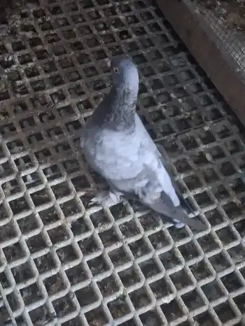 Ataşehir'de Sökük Taklacı Güvercinler (Postayla Takas Olur) - Görsel 2