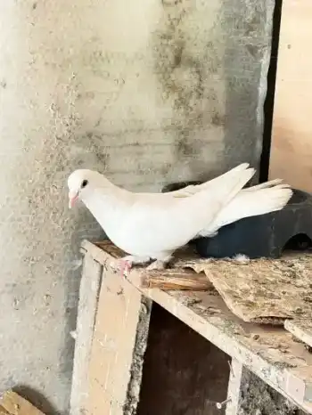 Kuş