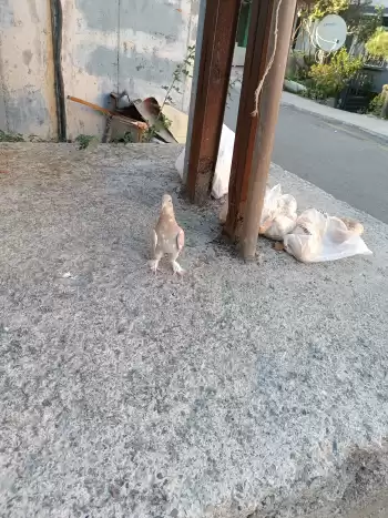 Kuş