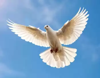 Güvercin Fotoğrafı