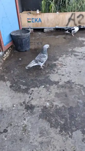 Ataşehir'de Sökük Taklacı Güvercinler (Postayla Takas Olur) - Görsel 3